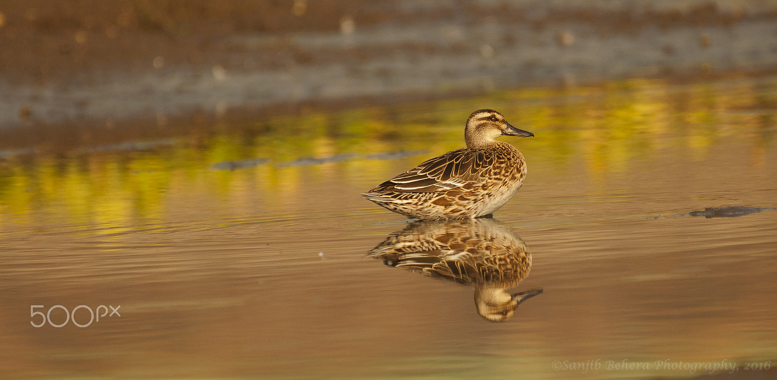 Nikon AF-S Nikkor 200-500mm F5.6E ED VR sample photo. Reflections.. photography