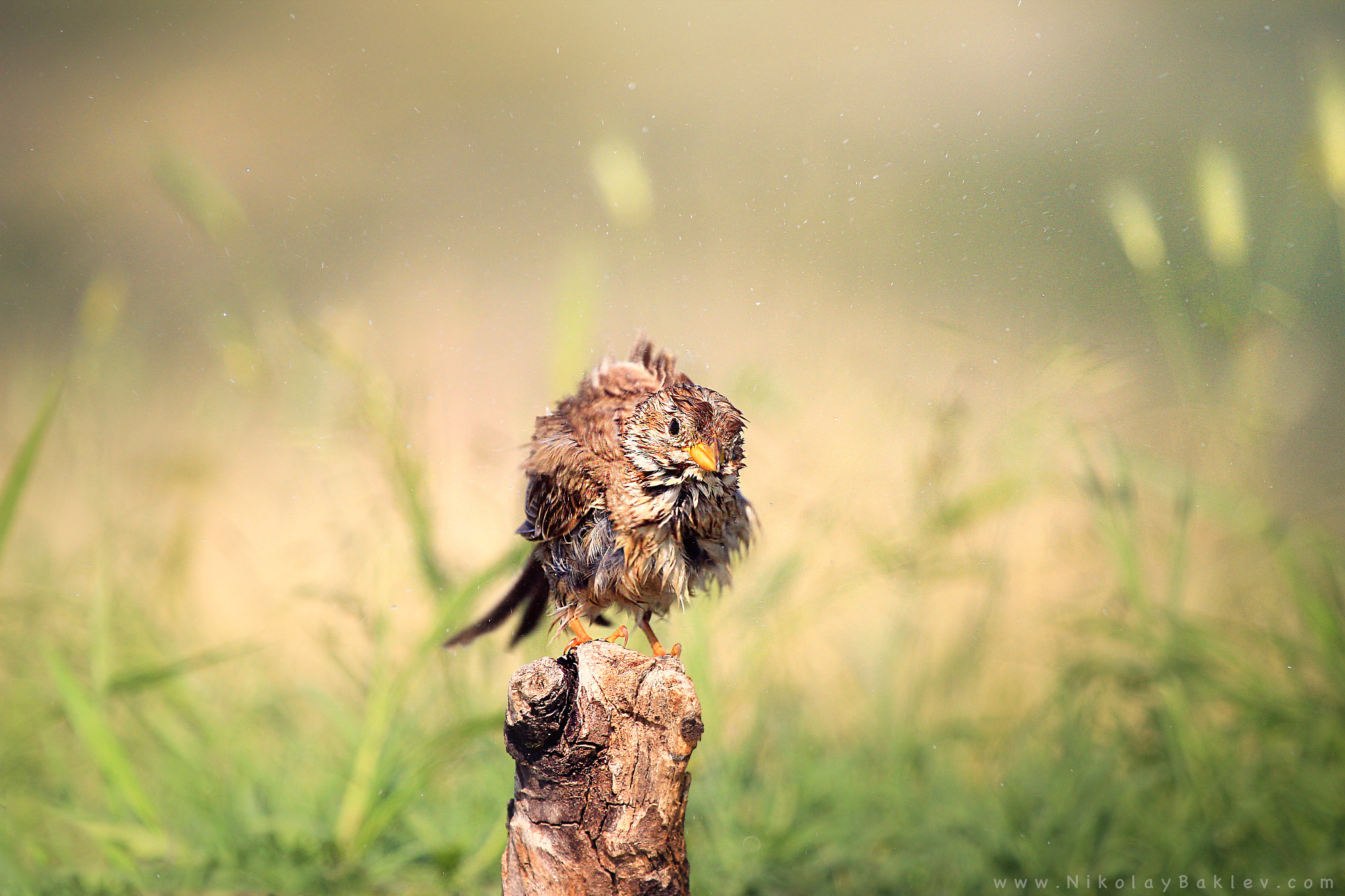 Canon EF 100-400mm F4.5-5.6L IS USM sample photo. Emberiza calandra photography