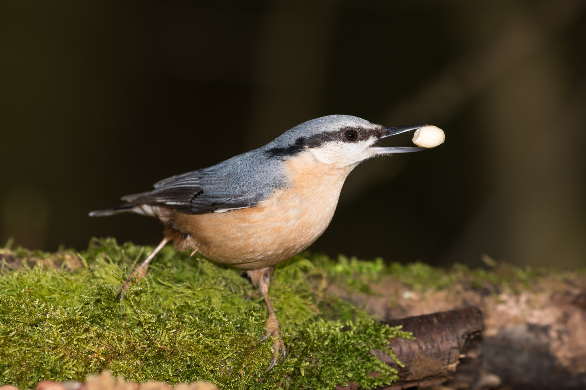 Nikon D800 + Sigma 500mm F4.5 EX DG HSM sample photo. Nuthatch photography