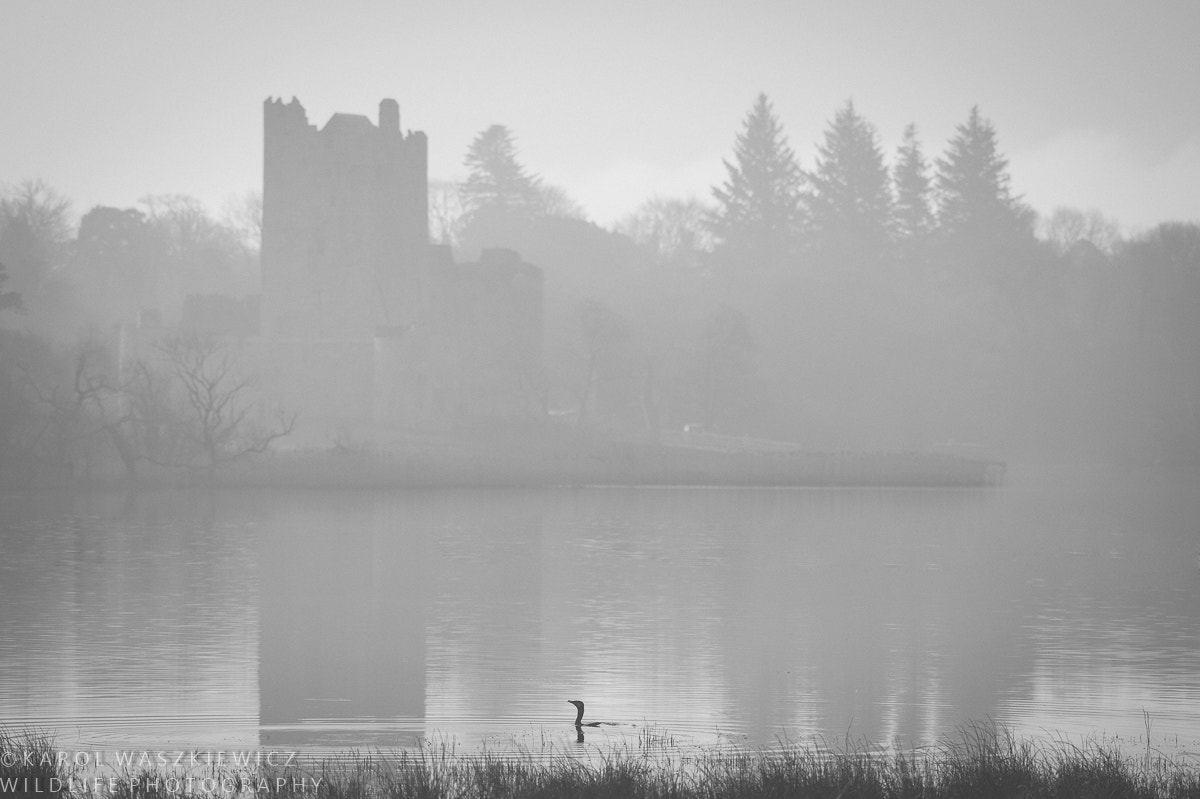Nikon D3 sample photo. Lough leane monster photography