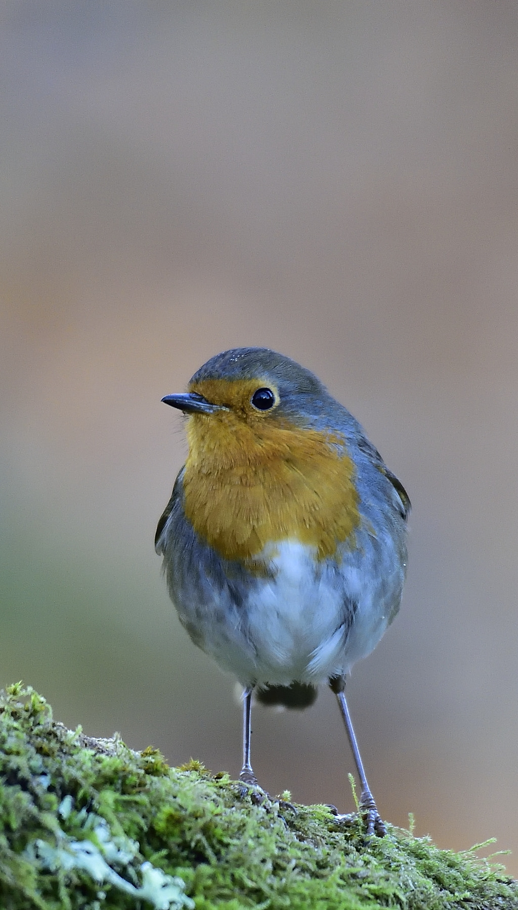 Sigma 300-800mm F5.6 EX DG HSM sample photo. Posing robins photography