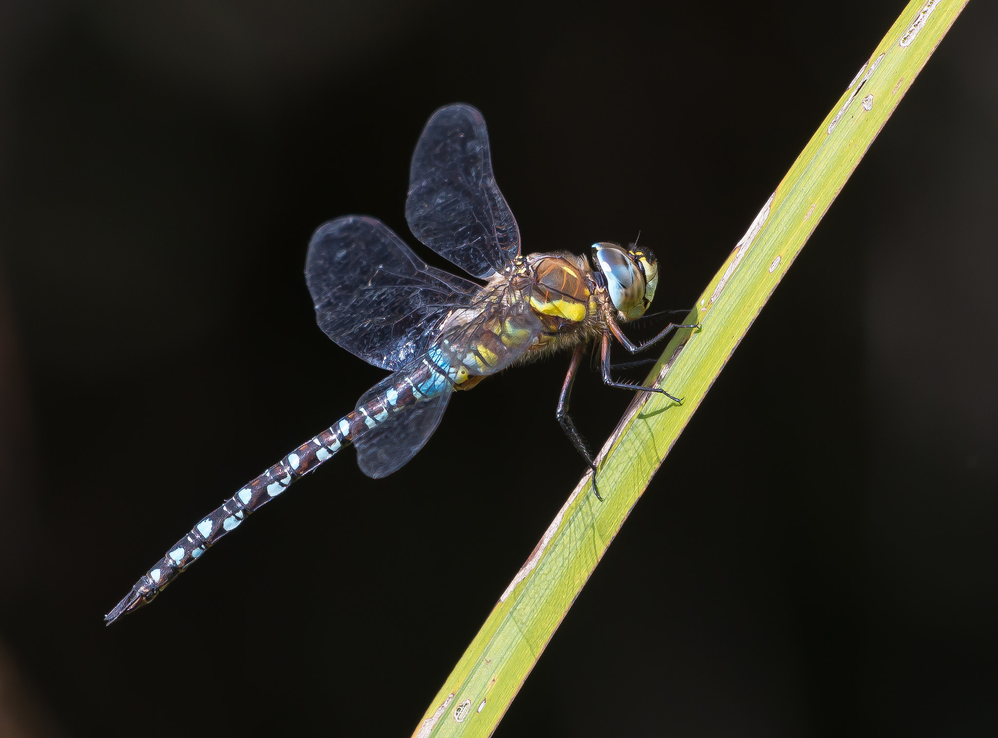 Nikon D800 + Sigma 500mm F4.5 EX DG HSM sample photo. Migrant hawker photography