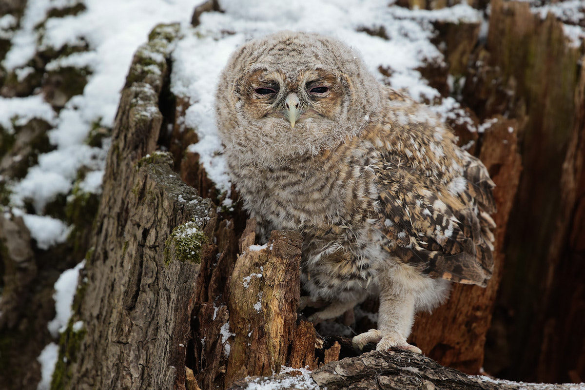 Canon EF 300mm F2.8L IS II USM sample photo. The bird photography