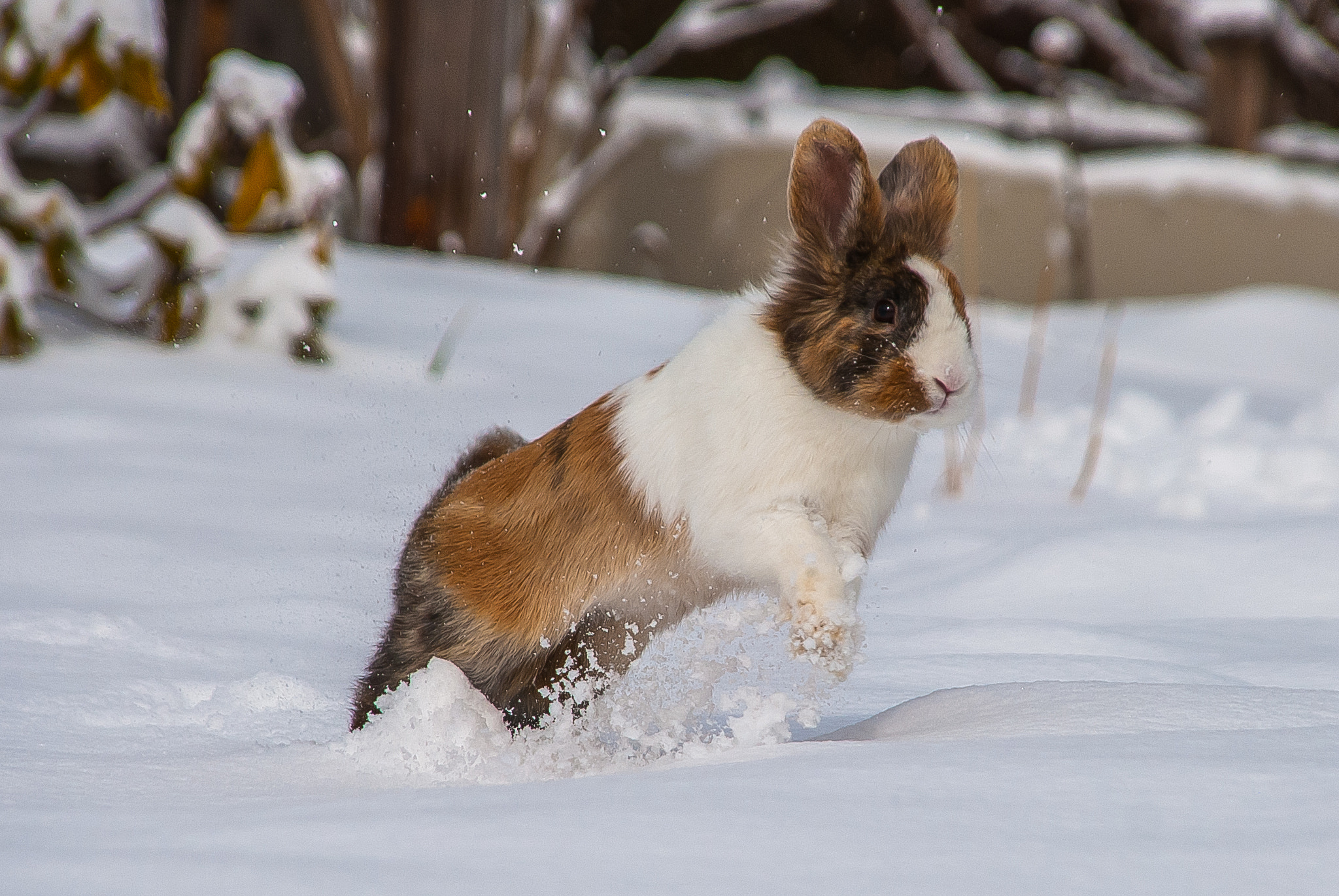 Nikon D80 + Sigma 18-200mm F3.5-6.3 DC sample photo. Bunny snow race photography