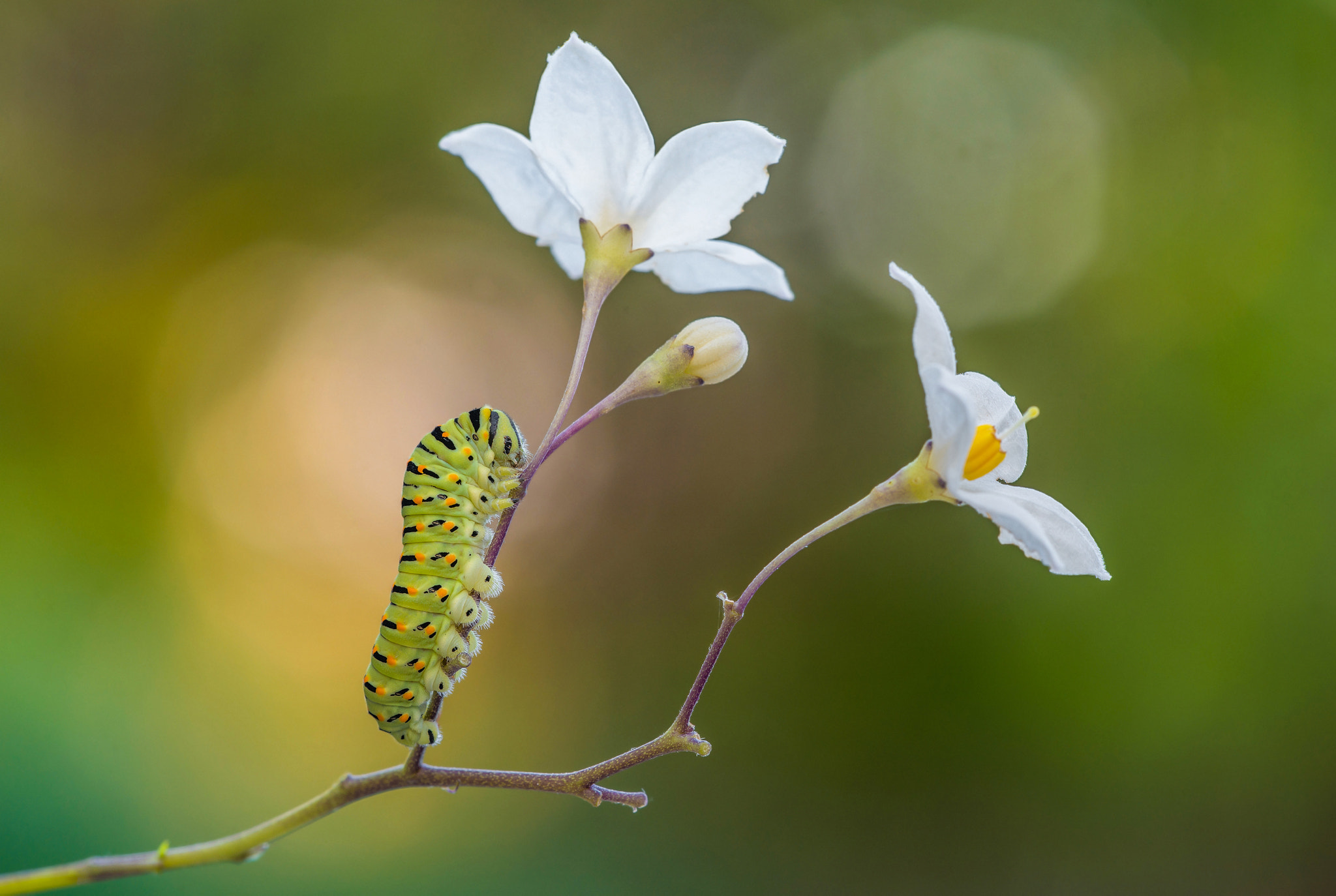 Sigma 150mm F2.8 EX DG Macro HSM sample photo. Chi nasce bruco...diventa farfalla photography