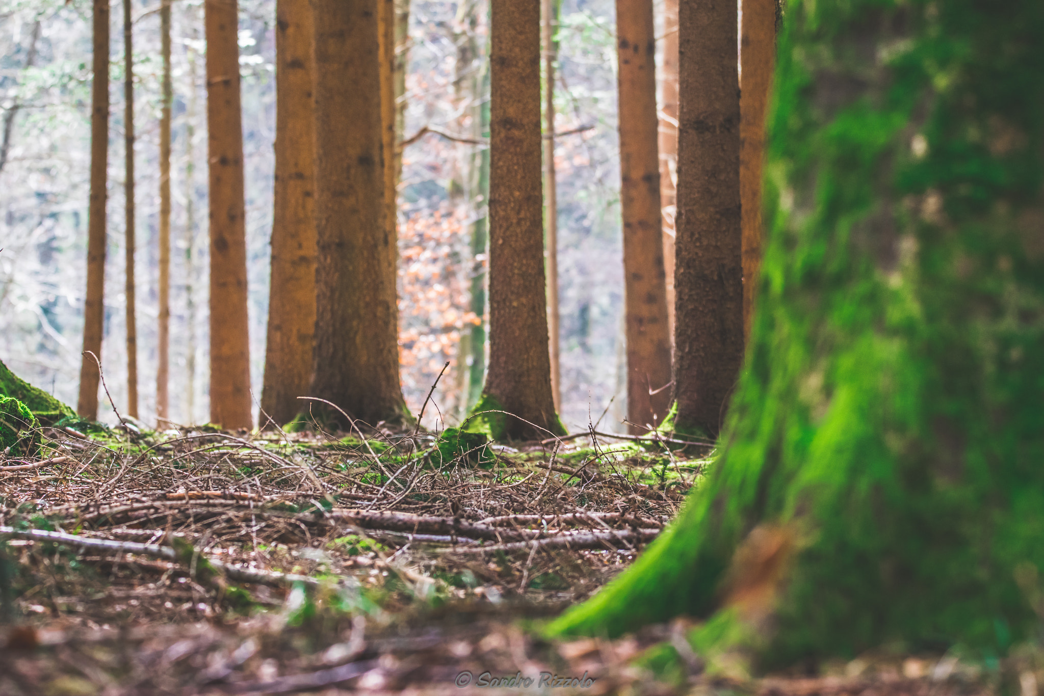 Sigma 150-600mm F5-6.3 DG OS HSM | C sample photo. Into the forest photography