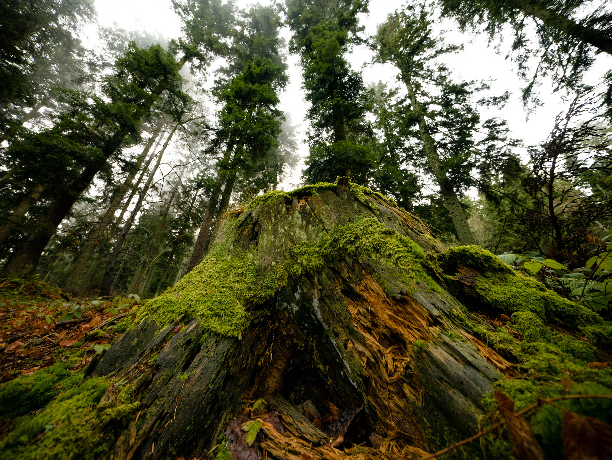 Panasonic Lumix DMC-G7 + Panasonic Lumix G Vario 7-14mm F4 ASPH sample photo. Souche d'arbre photography