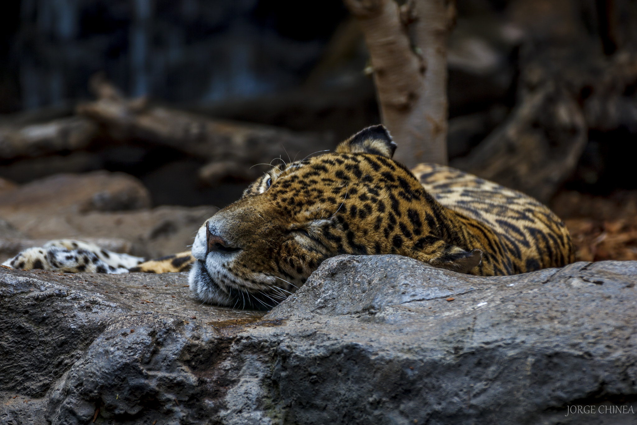 Tamron SP 35mm F1.8 Di VC USD sample photo. Leopardo en descanso photography