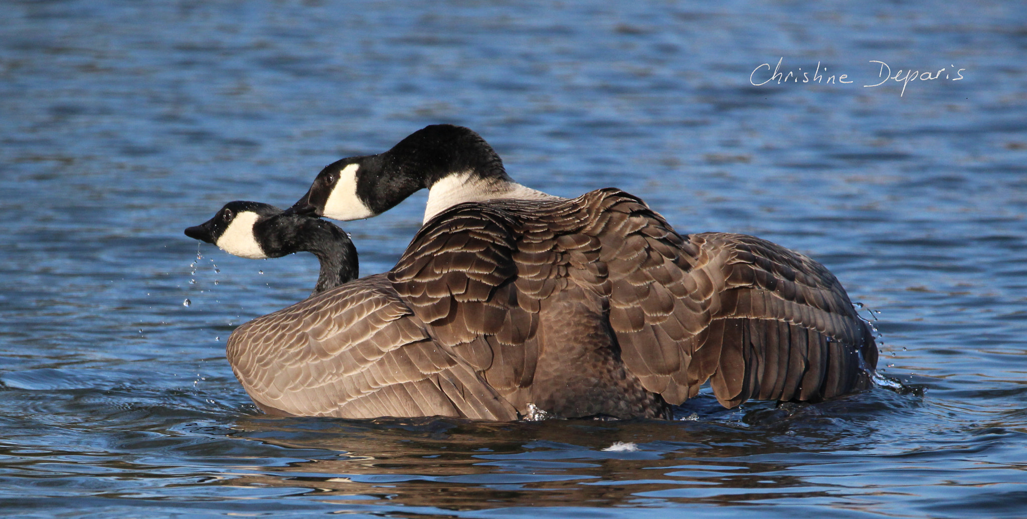 Sigma 150-600mm F5-6.3 DG OS HSM | C sample photo. Canada geese mating photography