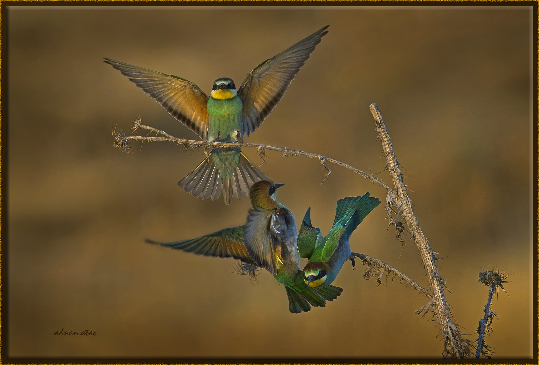 Sigma 300-800mm F5.6 EX DG HSM sample photo. Arıkuşu - merops apiaster - european bee eater photography