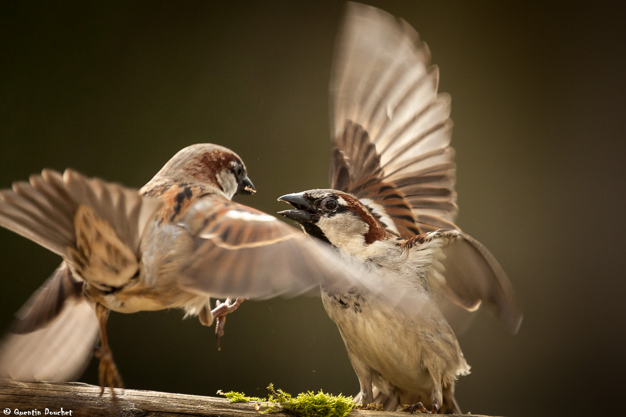 Canon EF 100-400mm F4.5-5.6L IS USM sample photo. Combat de moineau photography