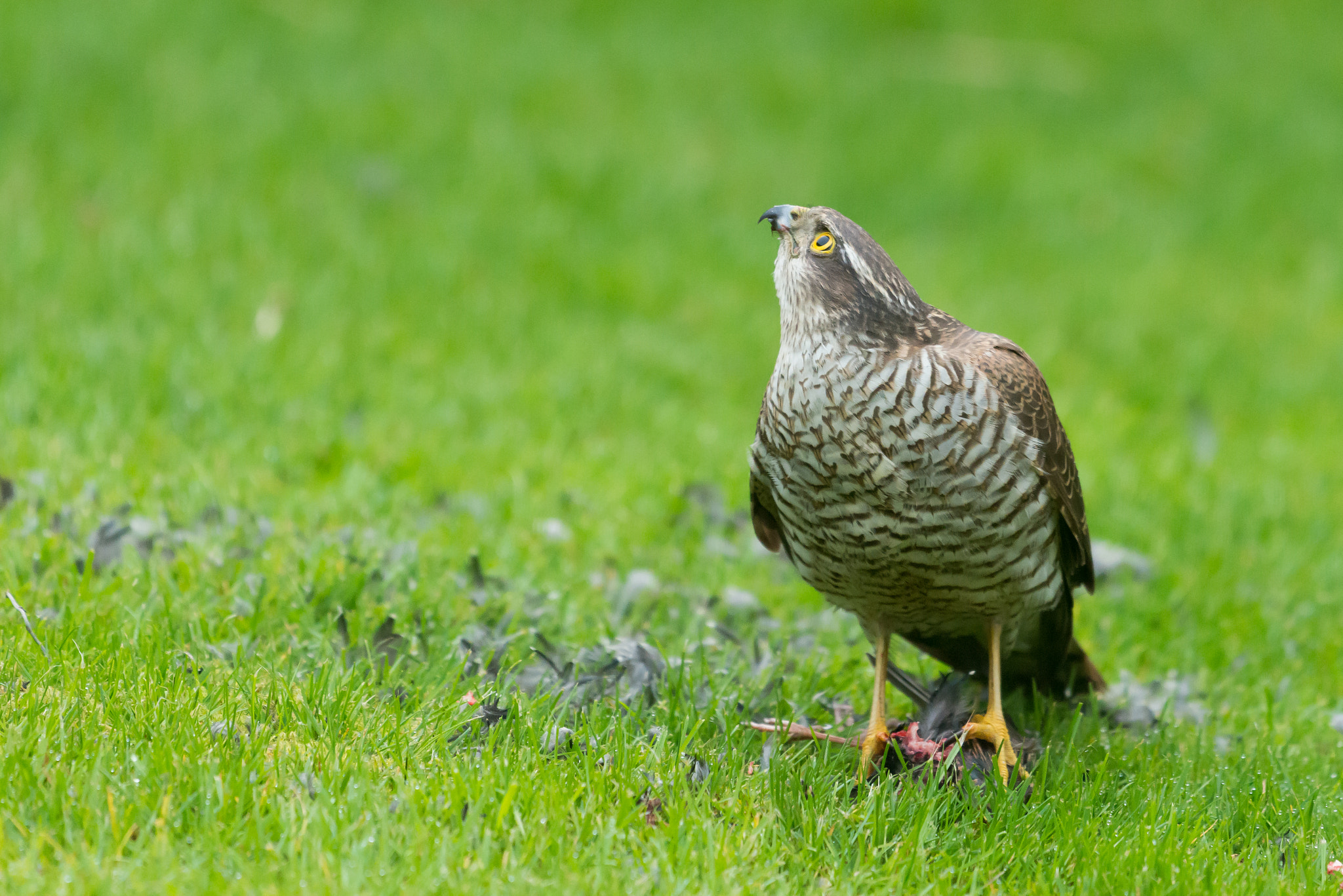 Nikon D800 + Sigma 500mm F4.5 EX DG HSM sample photo. Sparrowhawk photography