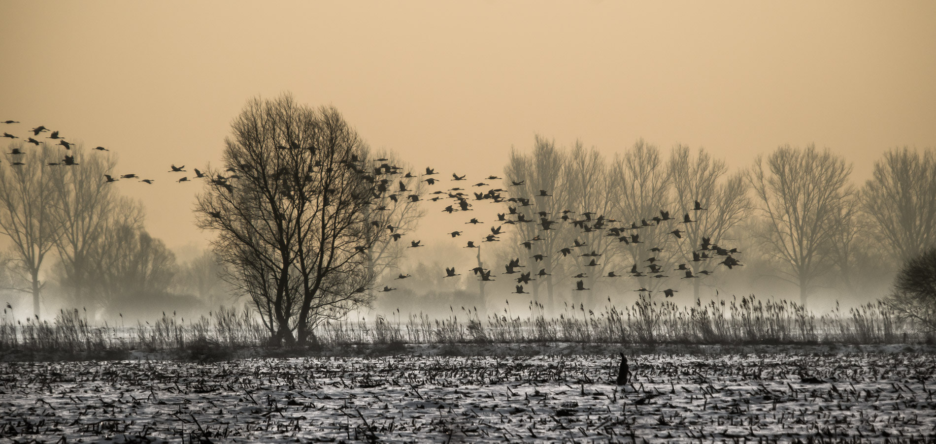 Pentax K-50 + Sigma sample photo. Morning look photography