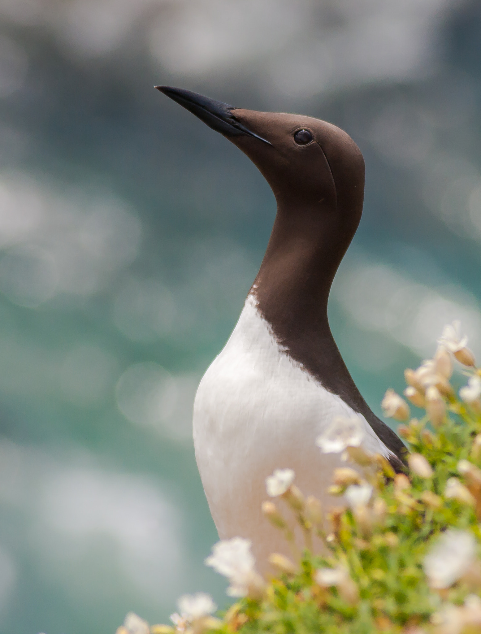 Canon EOS 40D + Canon EF 100-300mm f/5.6 sample photo. Guillemot on the saltee islands photography