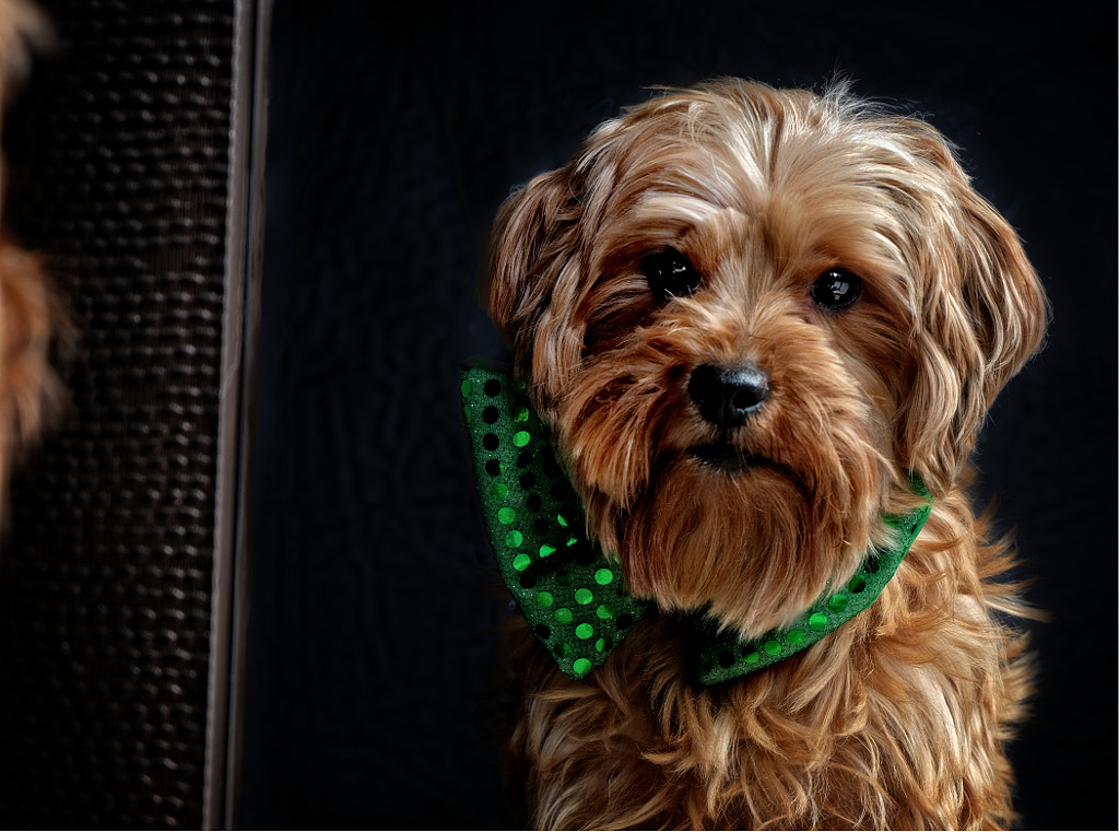 Kiss me Im Irish by Colin Hutchinson on 500px.com