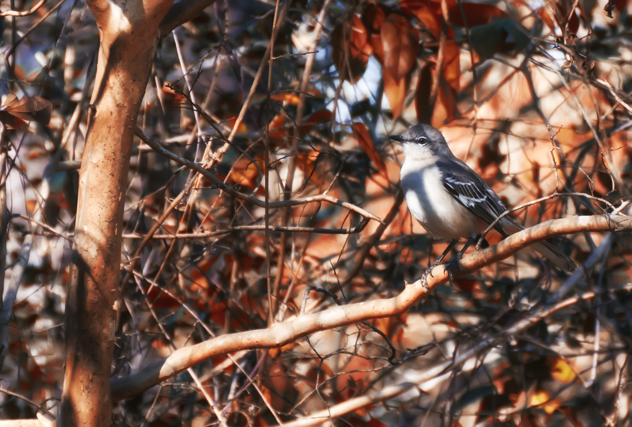 Sony Alpha DSLR-A580 sample photo. Northern mocking bird photography