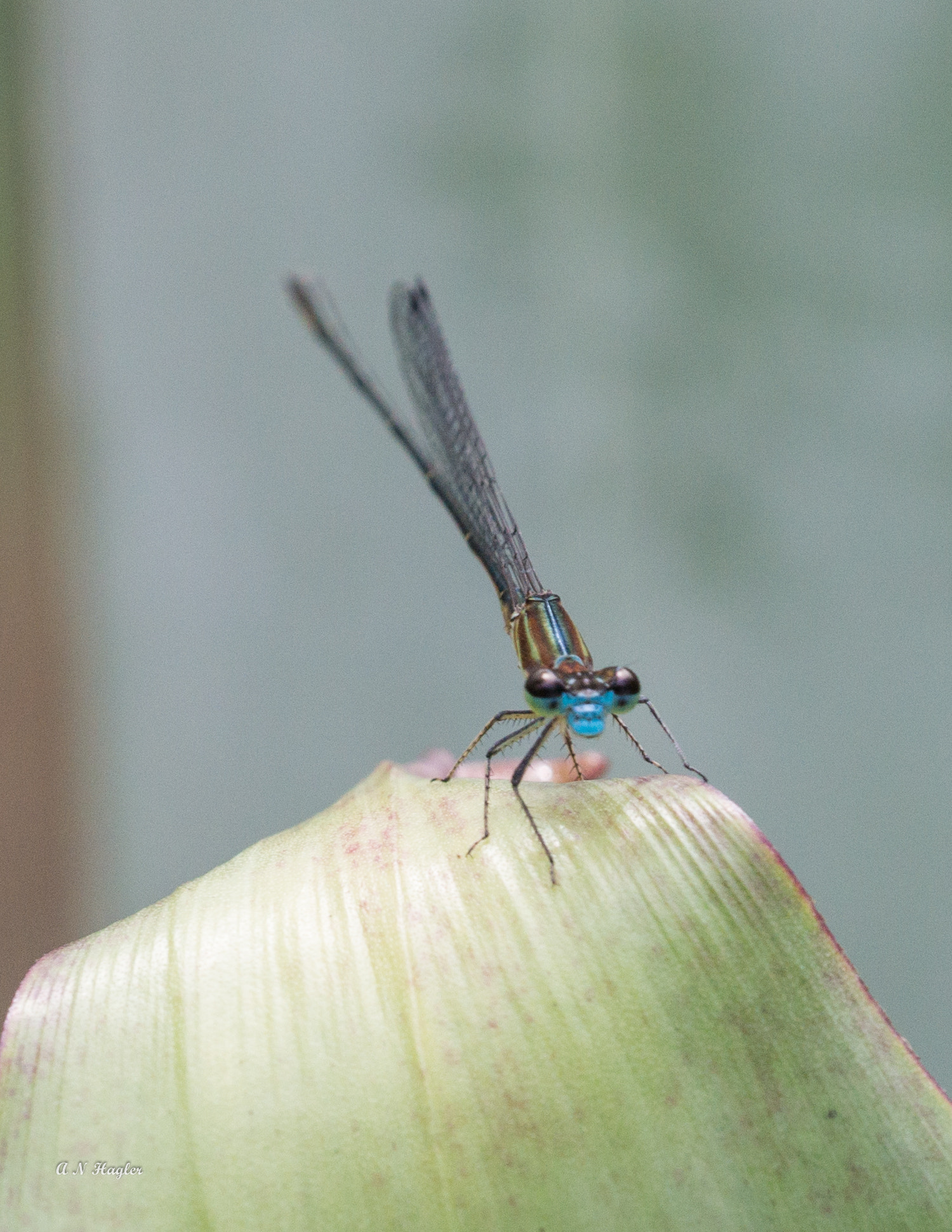 Sony 70-300mm F4.5-5.6 G SSM sample photo. Blue nosed dragon fly photography