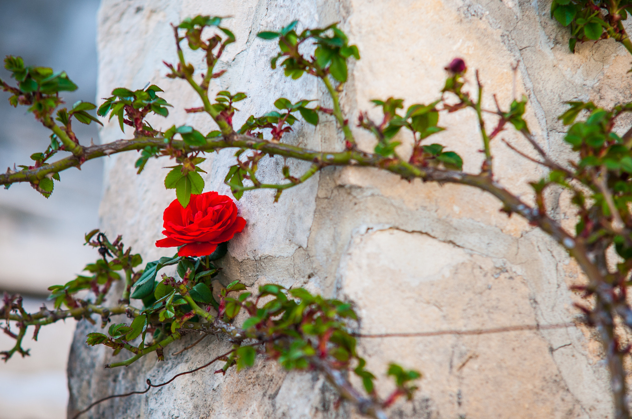 Nikon D700 + Sigma 50-150mm F2.8 EX APO DC HSM sample photo. Rose on a stone photography