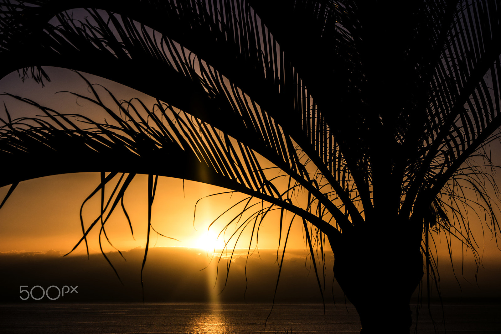 Samsung NX 16-50mm F3.5-5.6 Power Zoom ED OIS sample photo. Palm sunset photography