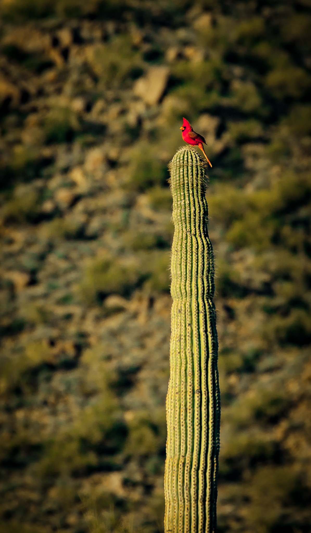 Canon EOS-1Ds Mark III sample photo. The lookout photography