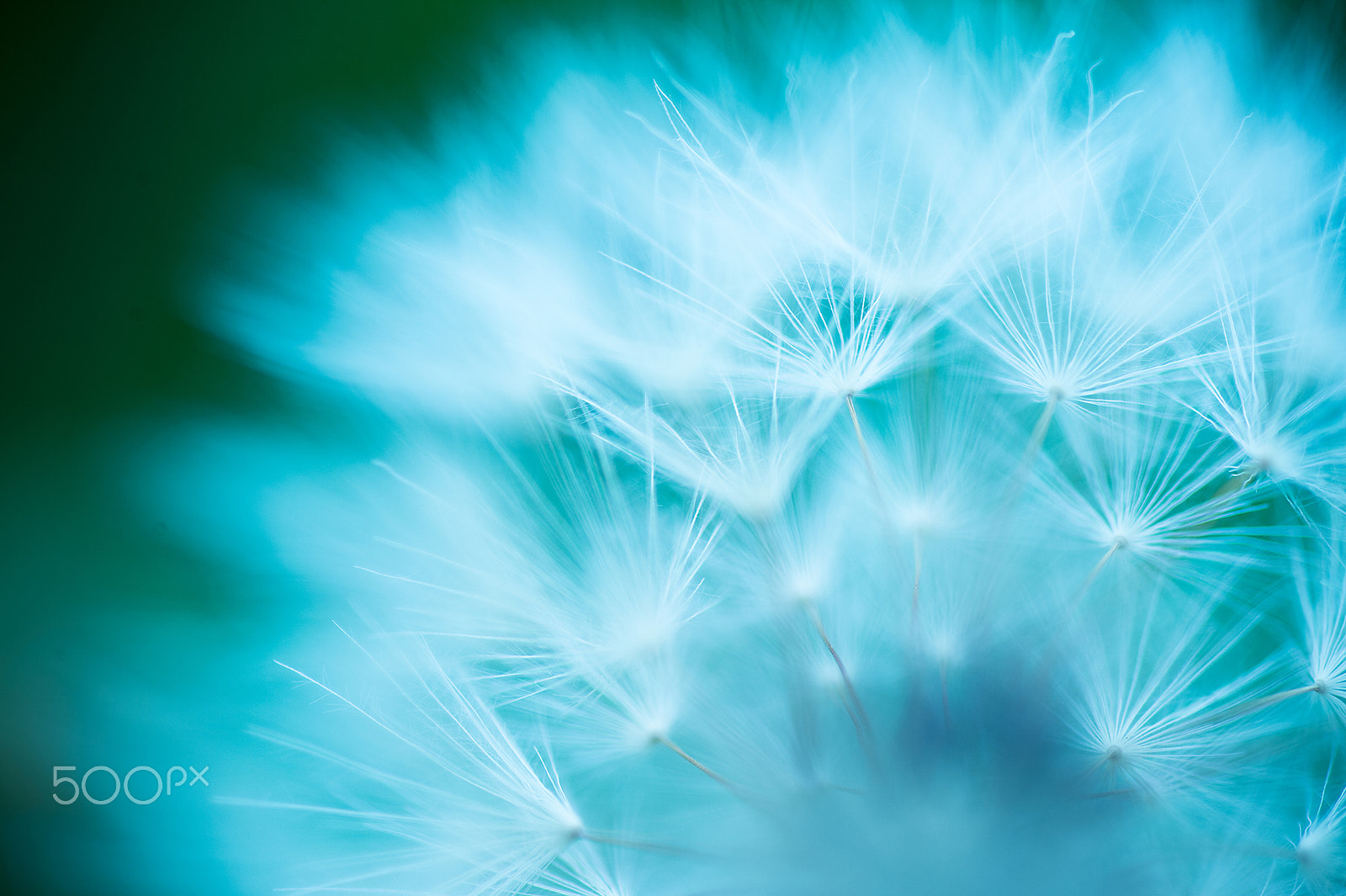 Nikon Df sample photo. Wait for the wind photography