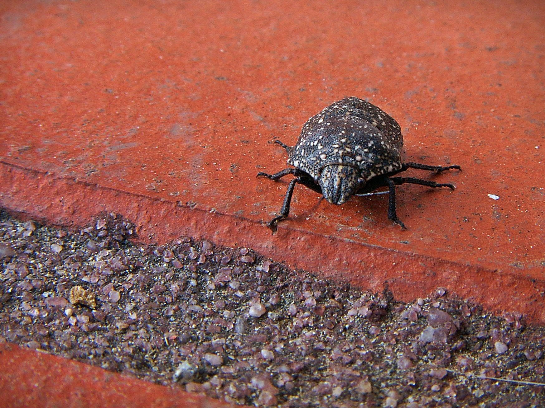 KONICA MINOLTA DiMAGE Z3 sample photo. Bug photography