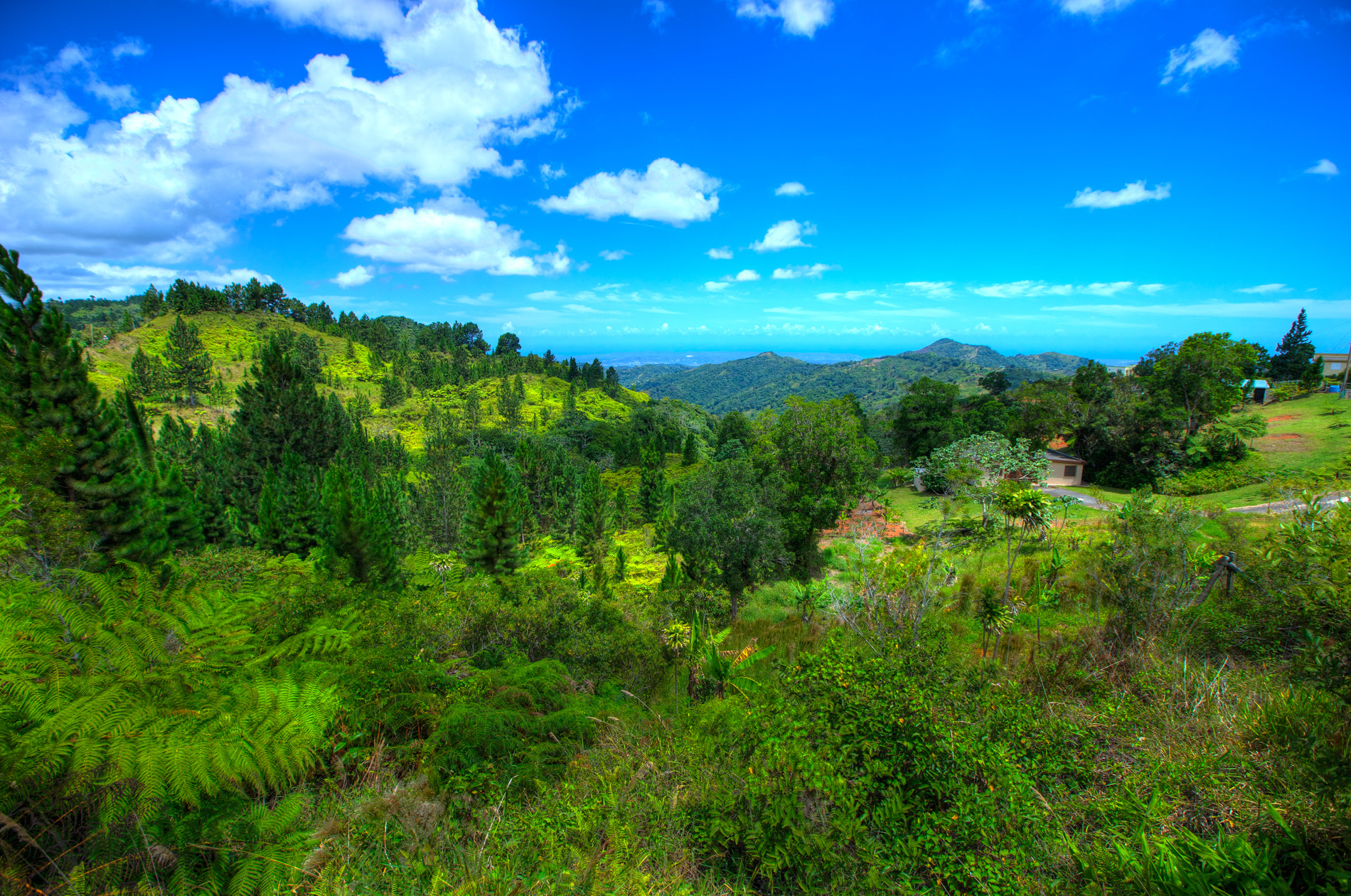 Sony a7 + Canon EF 16-35mm F2.8L II USM sample photo. Evergreen pine trees in the middle of the puerto rico! found this beautiful scene while driving... photography