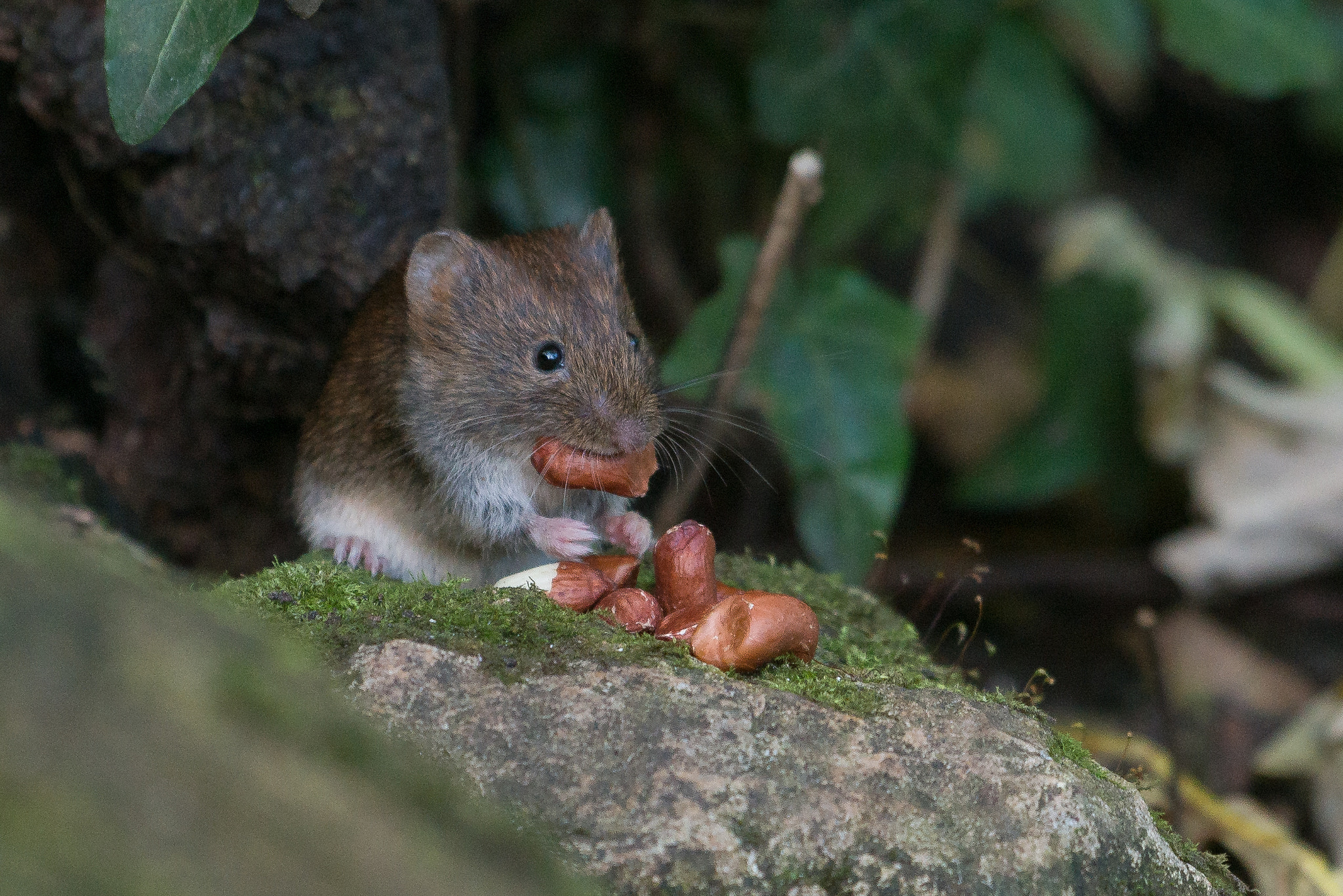 Nikon D800 + Sigma 500mm F4.5 EX DG HSM sample photo. Bank vole photography