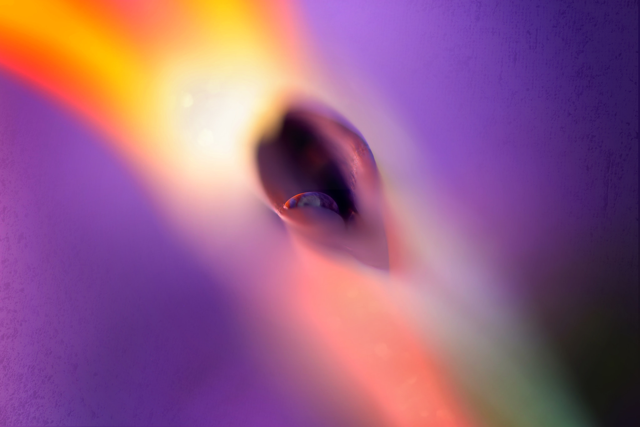 Canon EF 50mm F2.5 Macro sample photo. Chakra photography