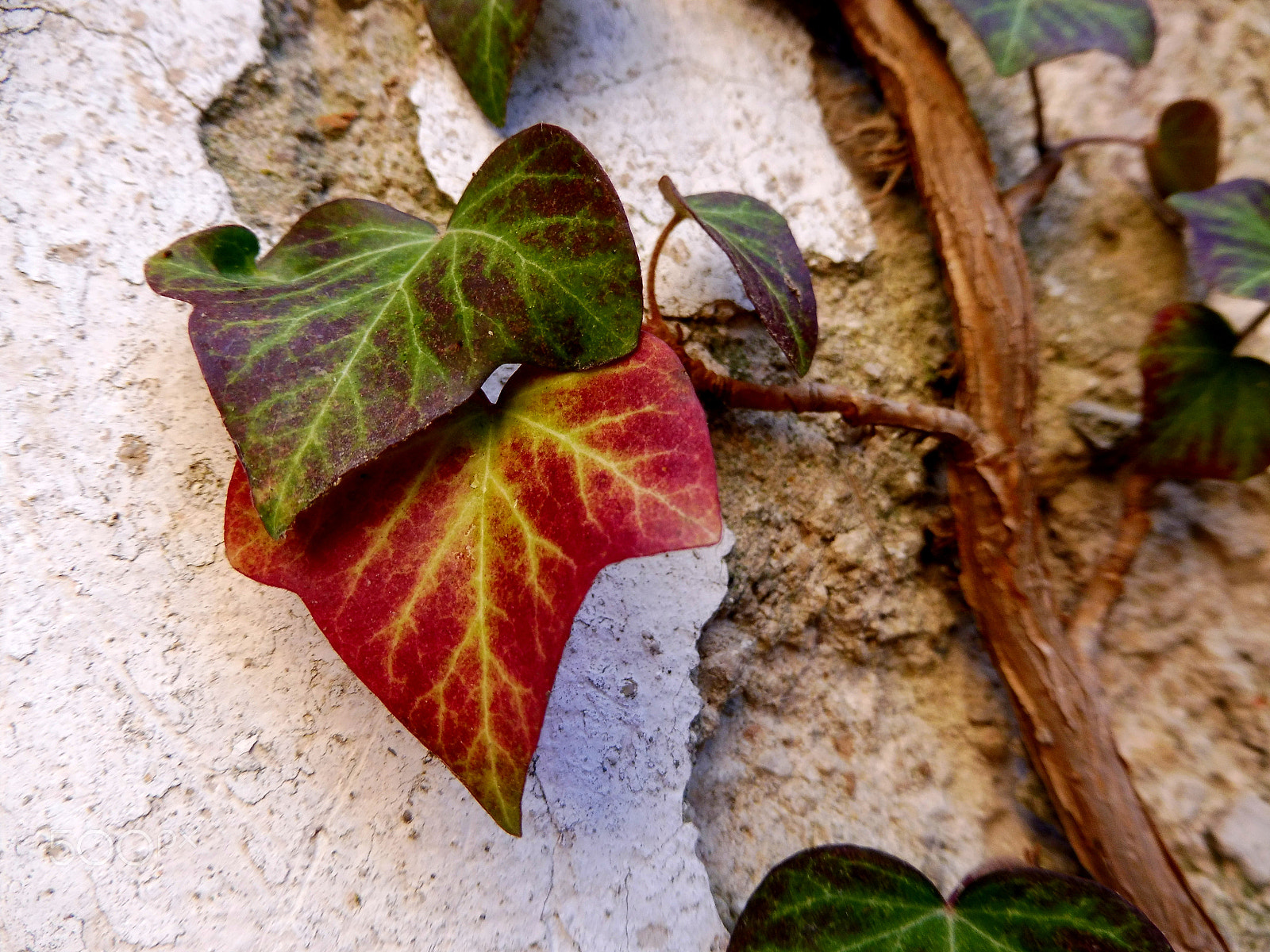 Panasonic DMC-TZ58 sample photo. Red and green ivy photography