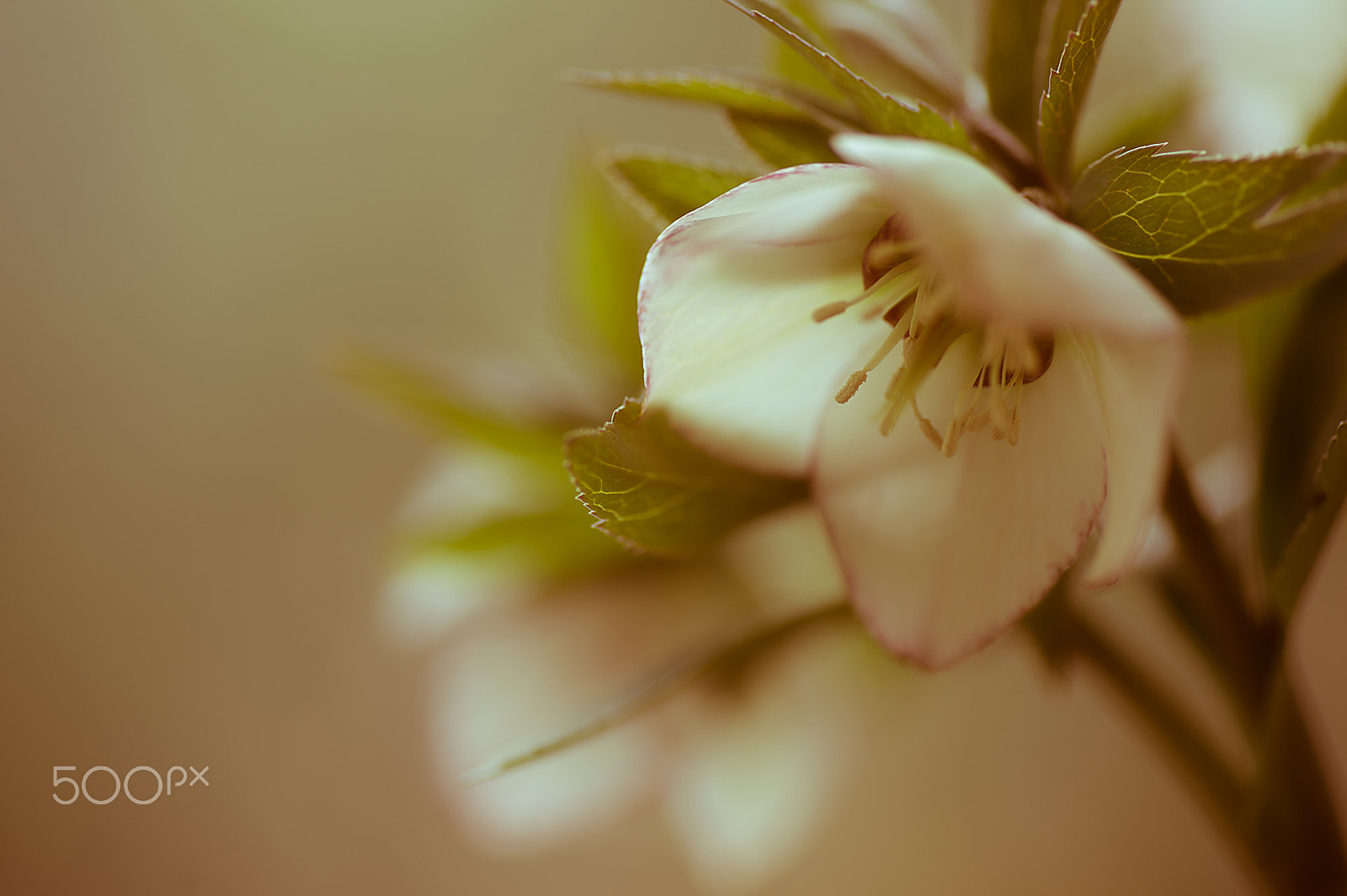 Nikon Df sample photo. Sweet flowers photography