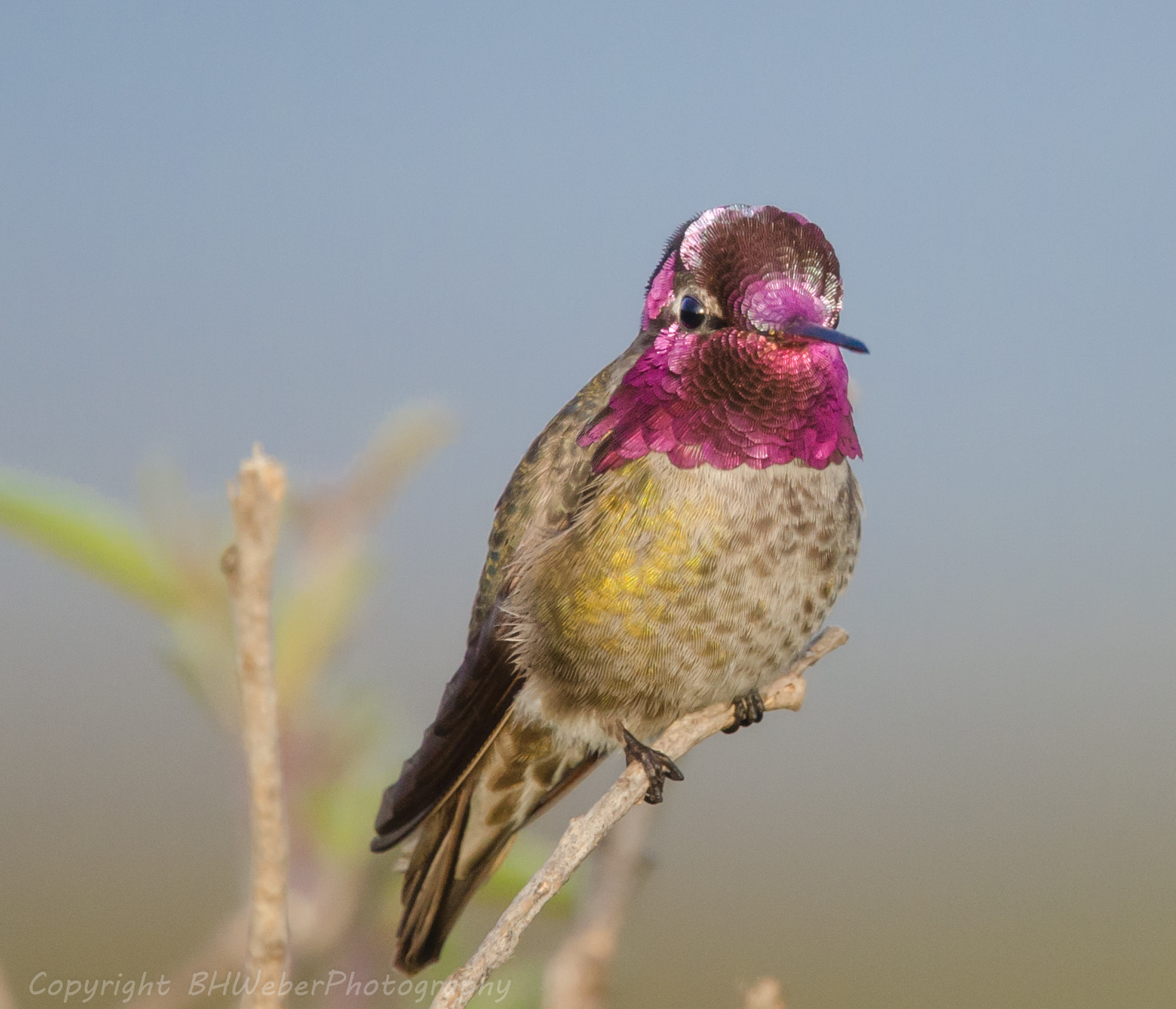 Nikon Nikkor AF-S 300mm F4E PF ED VR sample photo. Anna's hummingbird photography