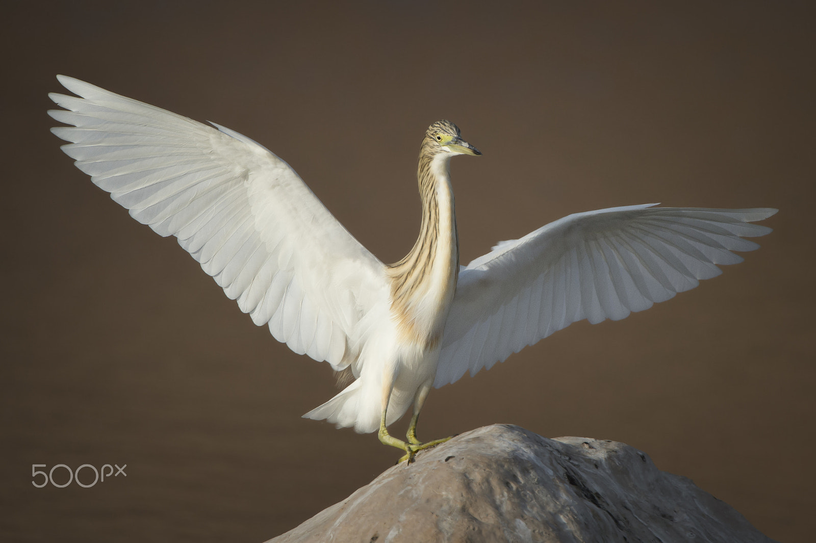 Nikon D4S sample photo. Plaudit photography