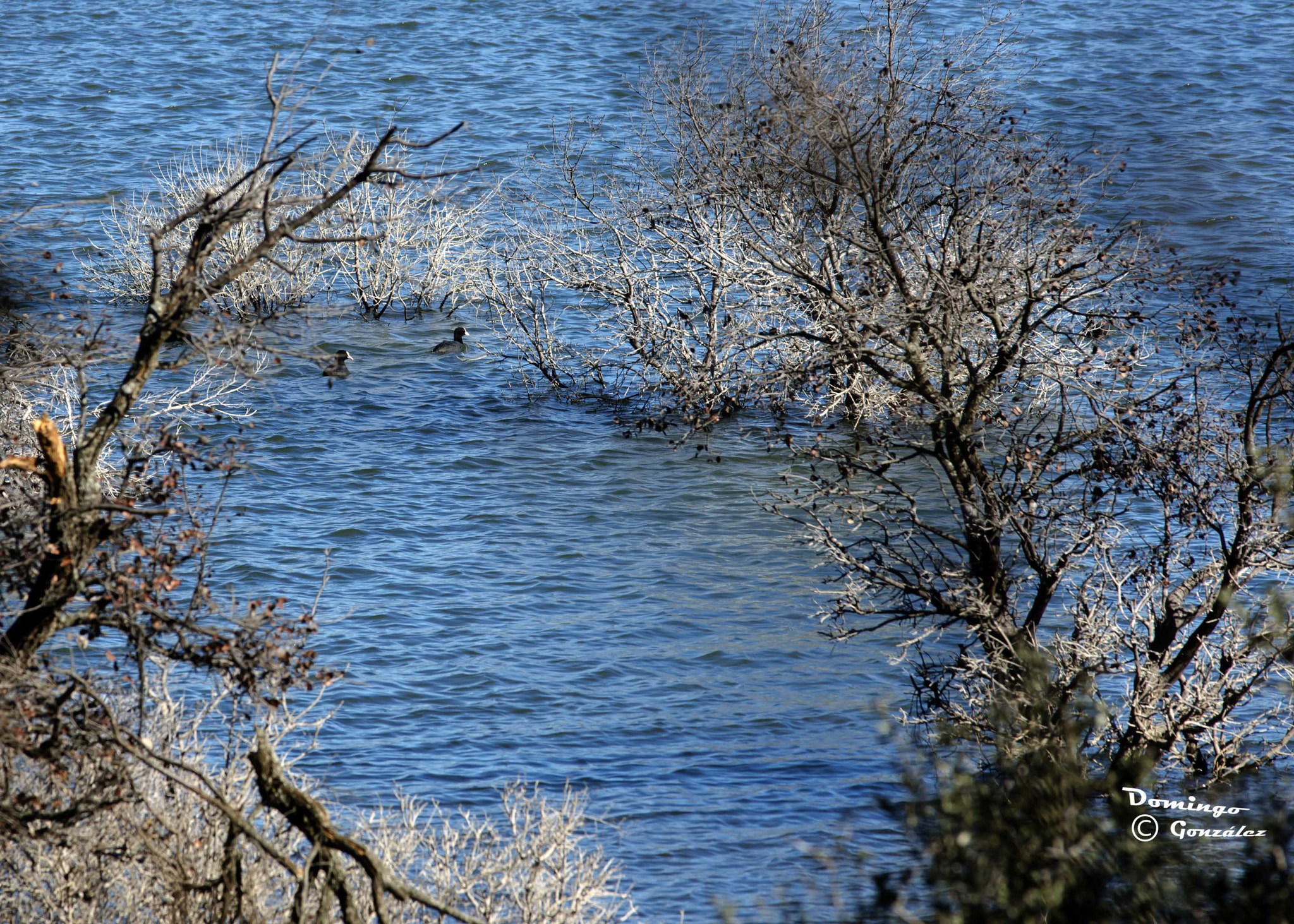 Nikon D7000 + Sigma 50-150mm F2.8 EX APO DC OS HSM sample photo. Patos del pantano photography