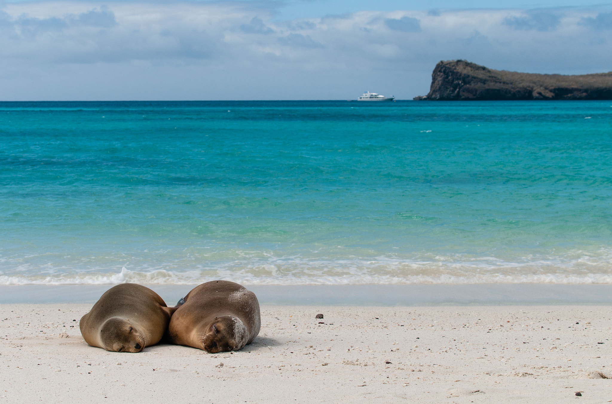 Pentax K-7 + Pentax smc DA* 60-250mm F4.0 ED (IF) SDM sample photo. Leones durmiendo photography