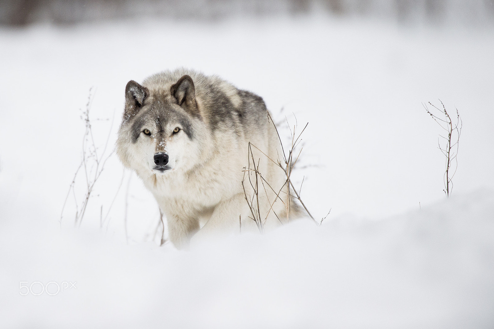 Nikon D600 + Nikon AF-S Nikkor 600mm F4D ED-IF II sample photo. Alone photography