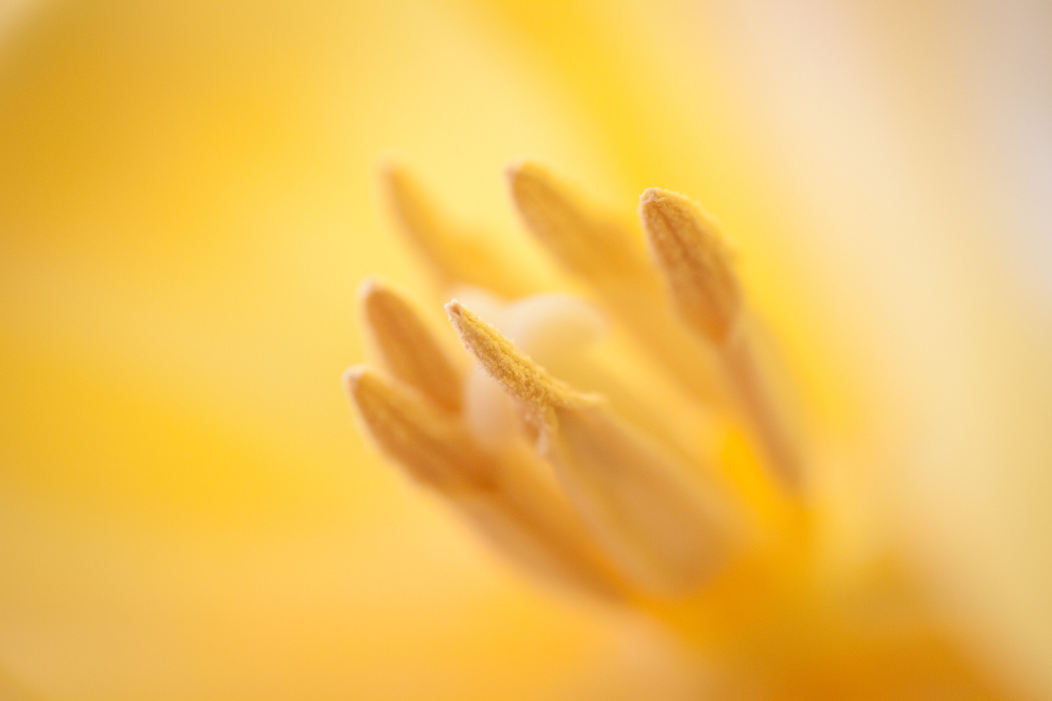 Canon EF-S 60mm F2.8 Macro USM sample photo. Spring yellow tulip with natural light photography