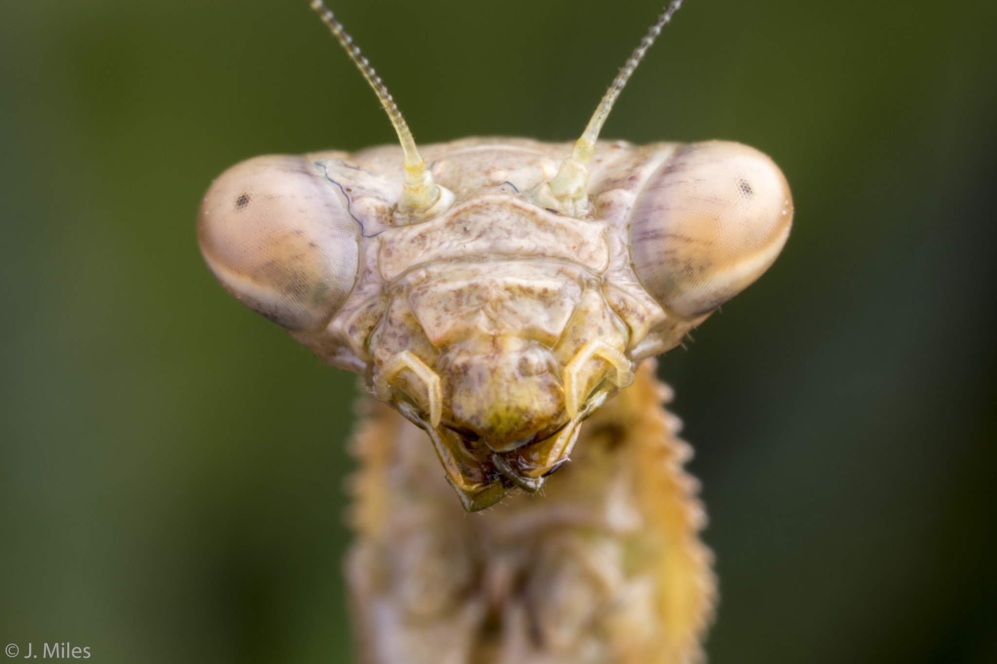 Canon MP-E 65mm F2.5 1-5x Macro Photo sample photo. Tatadios photography