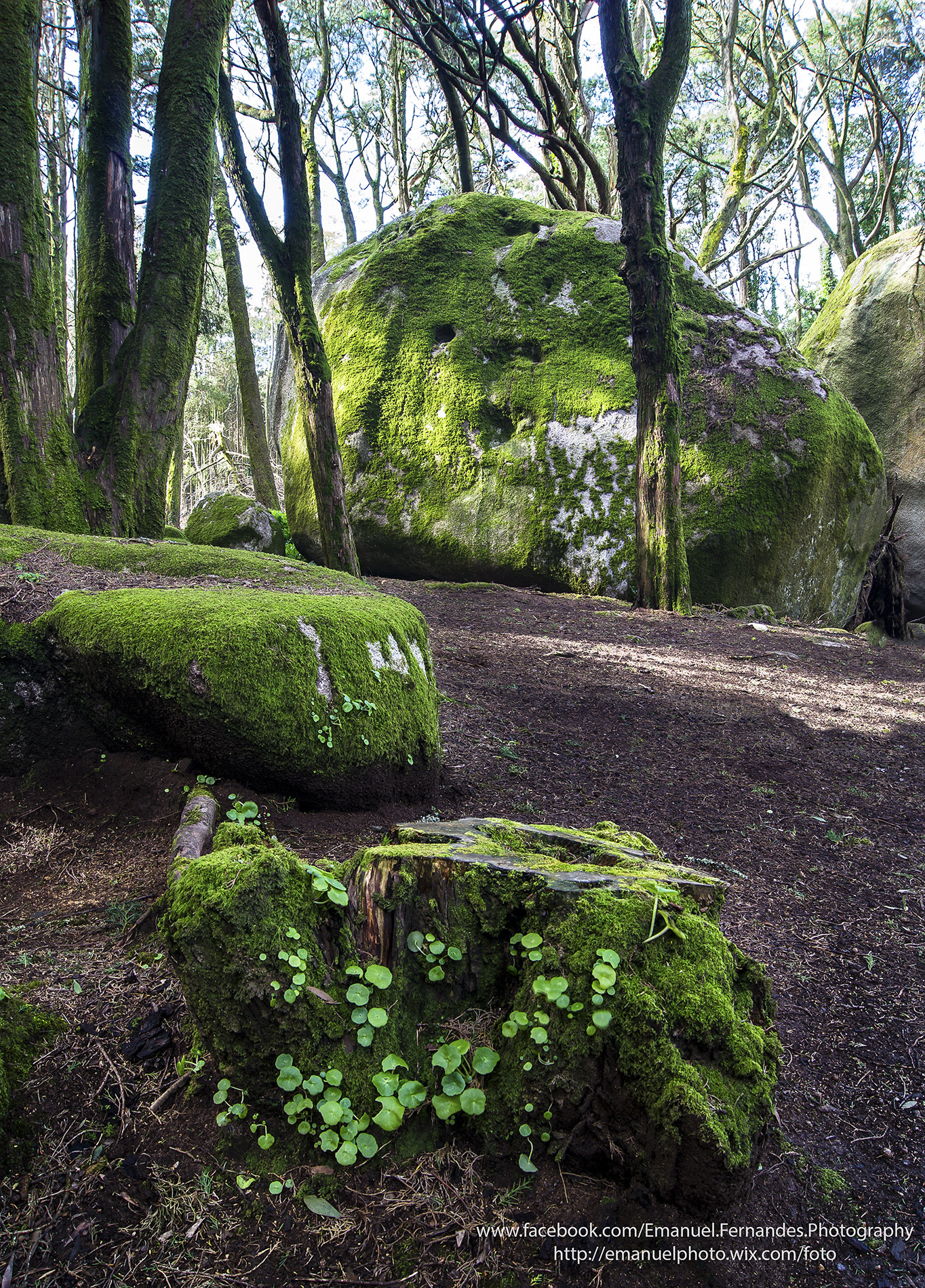 Sony Alpha DSLR-A580 sample photo. Natureza de sintra photography