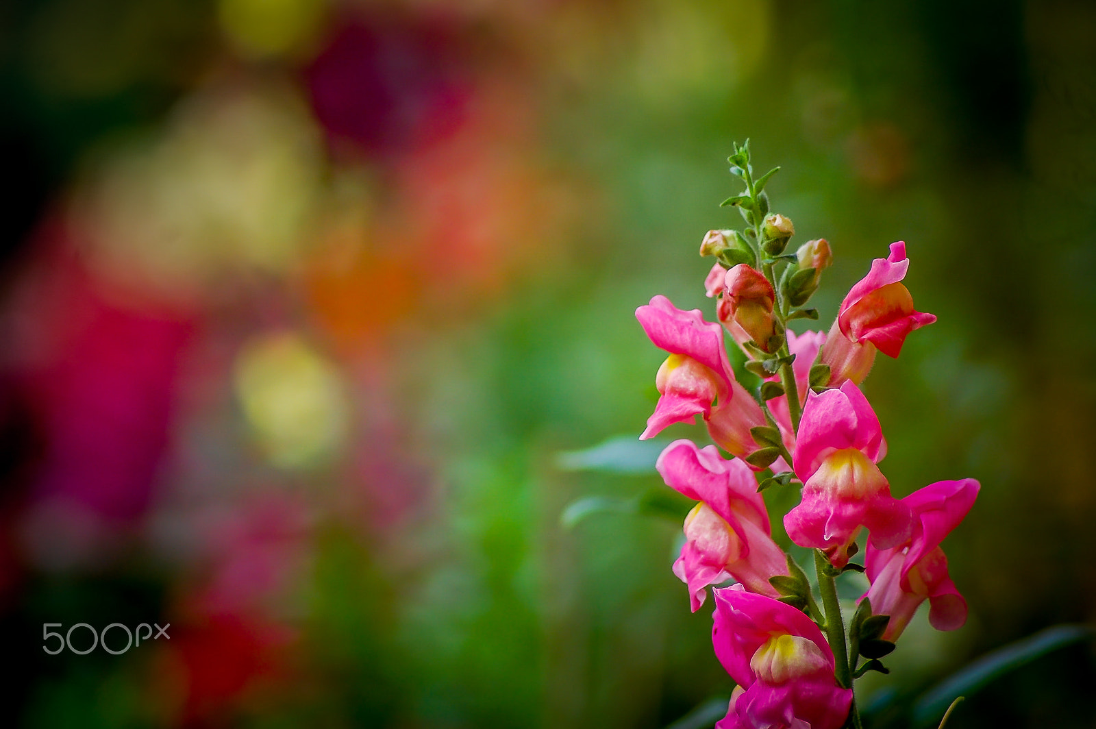Nikon D40 sample photo. Colors of nature photography