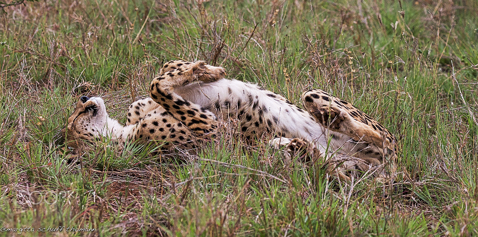 Tamron SP 150-600mm F5-6.3 Di VC USD sample photo. Cheetah.. photography