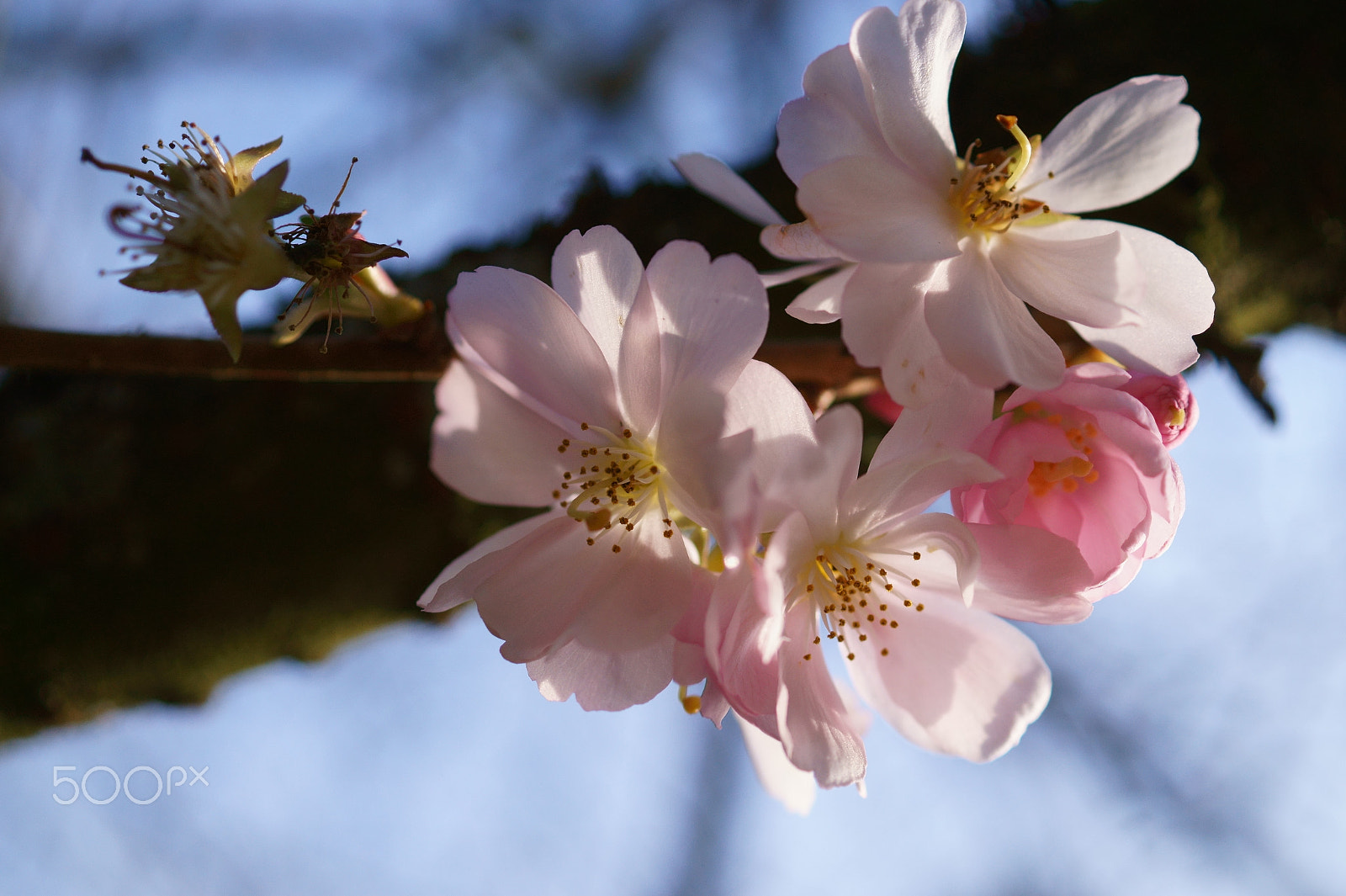 Sony SLT-A58 + Sony DT 30mm F2.8 Macro SAM sample photo. Cherrie's blossom photography
