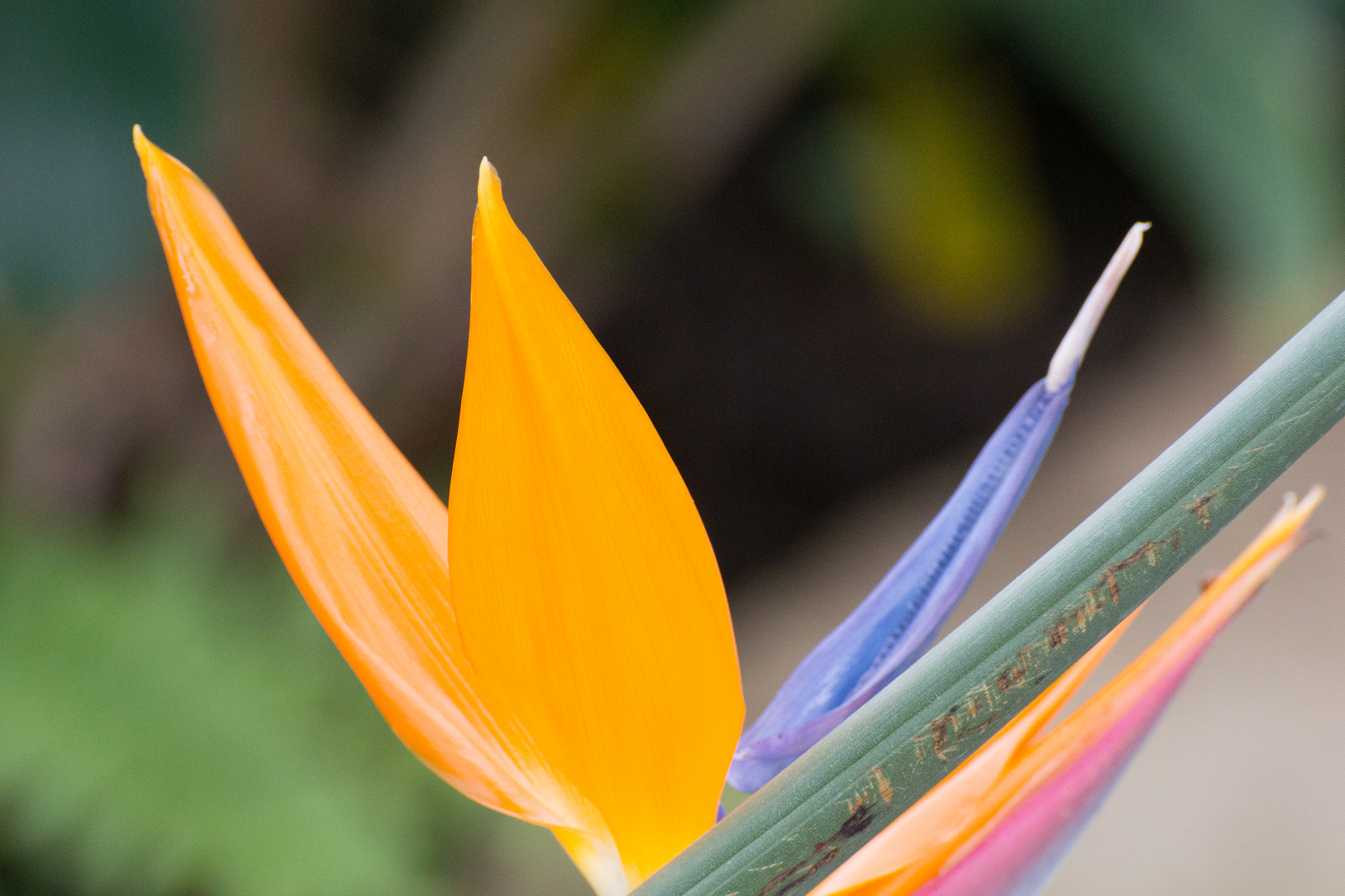 Nikon 1 Nikkor VR 70-300mm F4.5-5.6 sample photo. Bird of paradise photography