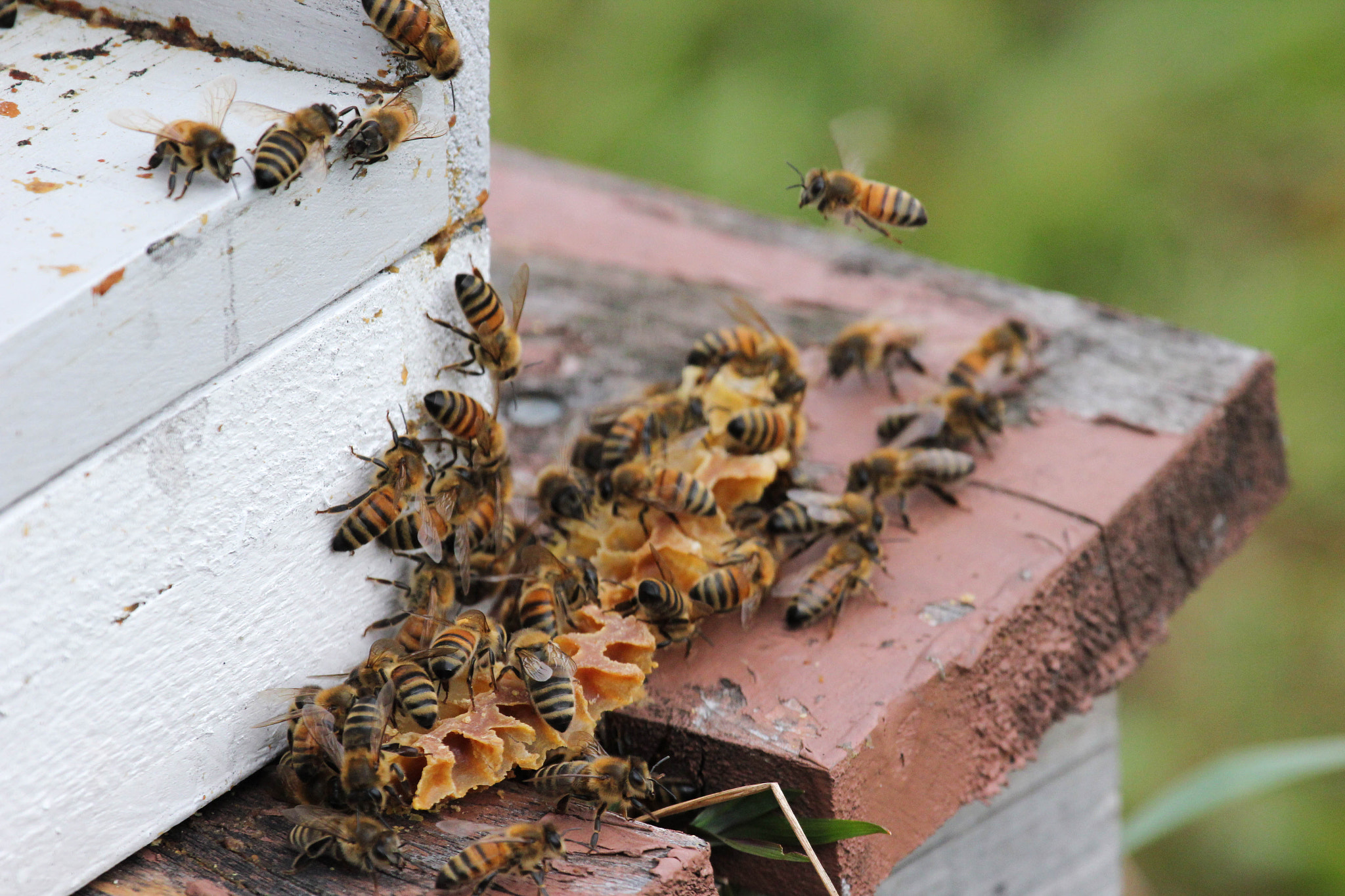 Canon EF 100-400mm F4.5-5.6L IS USM sample photo. Hive on guard photography