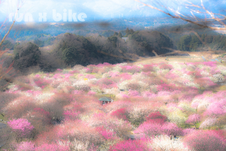 ZEISS Planar T* 50mm F1.4 sample photo. Spring color photography