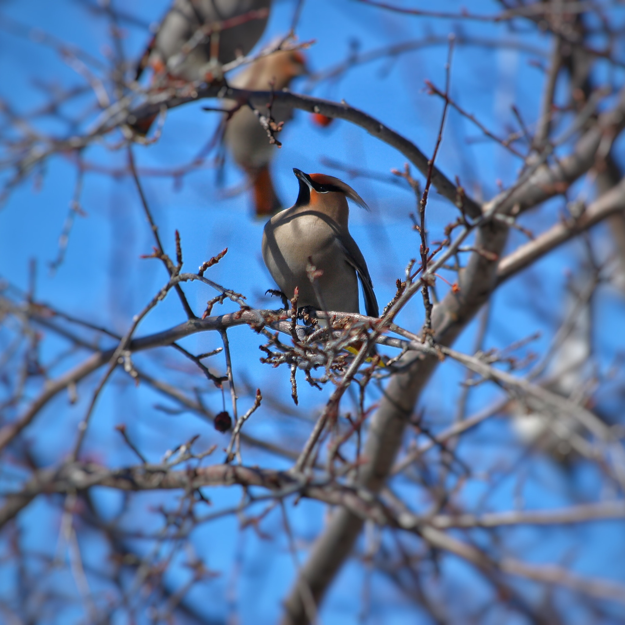 Canon EF 70-300mm F4-5.6 IS USM sample photo. Just chillin in february photography