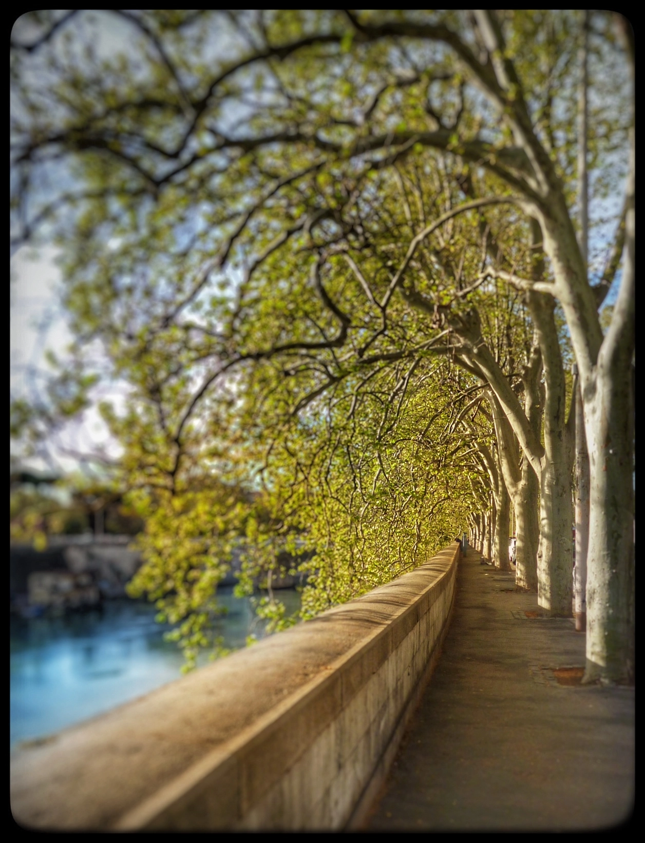 Panasonic DMC-FS16 sample photo. Trees overhanging rome pavement photography