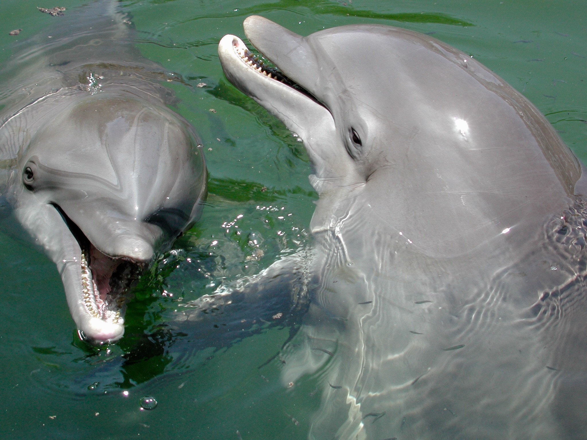 Nikon E990 sample photo. Dolphins in the florida keys photography