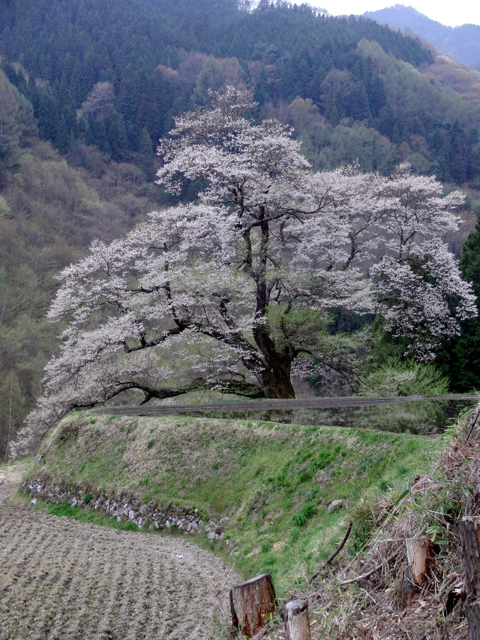 CASIO EX-FC100 sample photo. 駒繋ぎの桜 photography