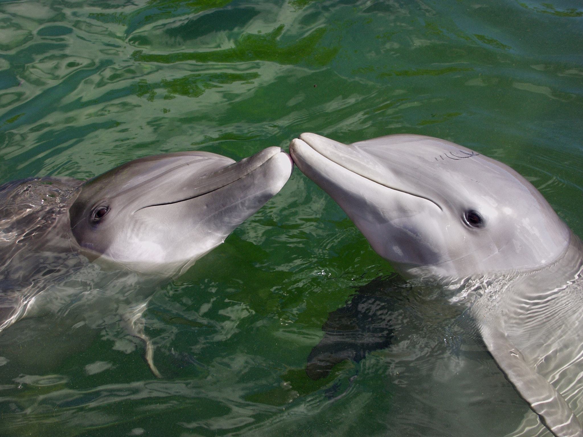 Olympus E-10 sample photo. Kissing dolphins photography